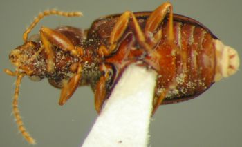 Media type: image;   Entomology 19499 Aspect: habitus ventral view